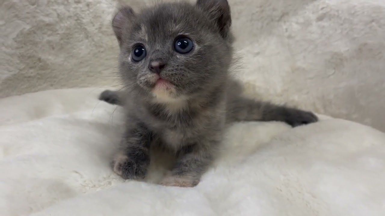 アメリカンカール 【ブルークリーム】くるん耳のアメリカンカール❤️