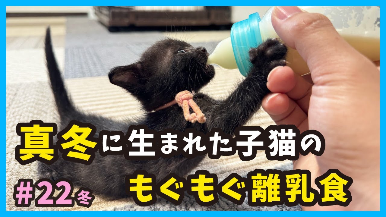 【子猫 離乳食】生後１ヶ月。真冬に保護した赤ちゃん猫たちの成長記録。（冬22）