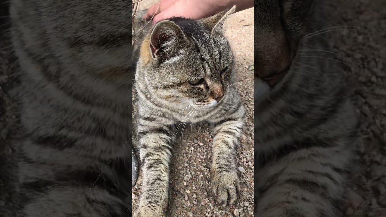 ペタンとお座り撫でたら穏やかな笑顔可愛い小柄なキジトラ猫 #Shorts