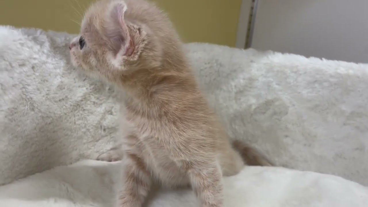 アメリカンカール 【クリームタビー】くるん耳のアメリカンカール❤️