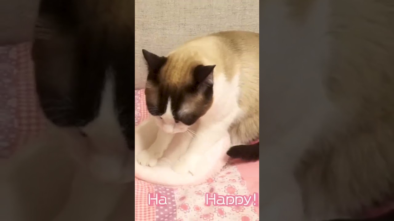 ハッピーハッピーに高速ふみふみネコ #shorts #猫ミーム #makingbiscuits