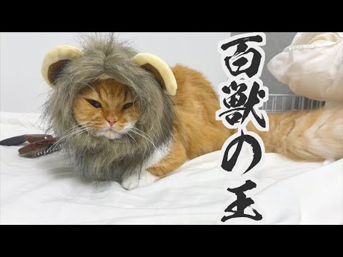 ライオンの赤ちゃんを飼い始めました