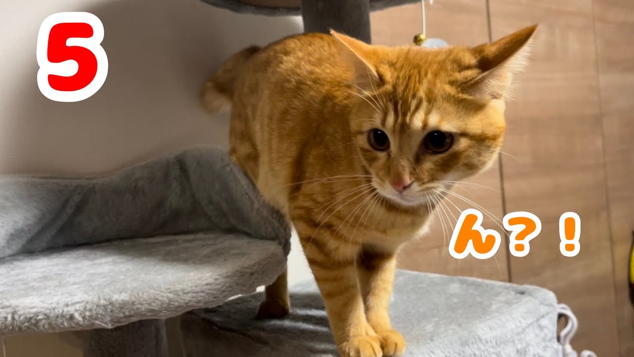 【保護猫】環境が変わりイカ耳になった子猫がこちらです