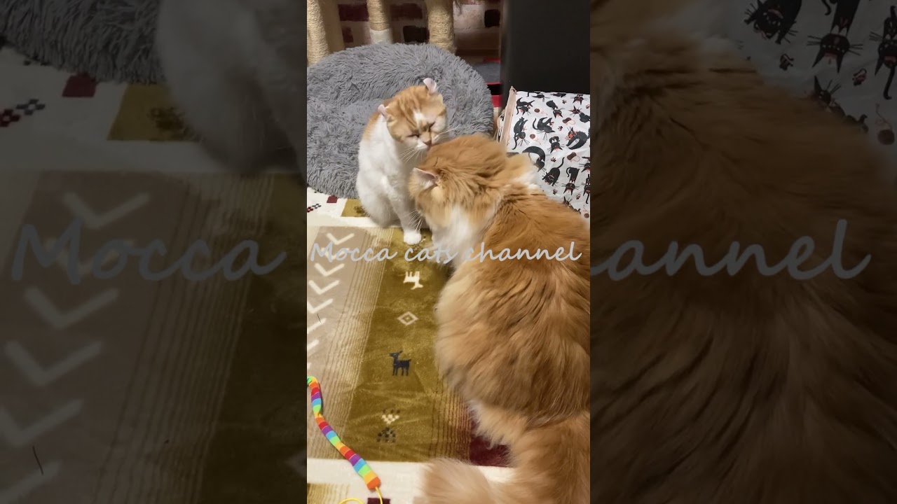 何これ？お辞儀？(笑) #shorts  #猫 #アメリカンカール #cat