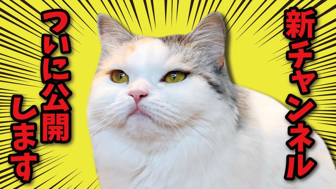 ついに…完成しました新チャンネル…！！！！【関西弁でしゃべる猫】【猫アテレコ】
