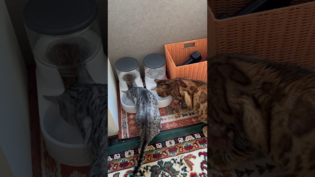 自動給餌器&給水器来たよ♪早速食べて飲んで優秀なニャンズ😸😻#cat #ニャン #オシキャット #ベンガル #癒し動画 #自動給餌器