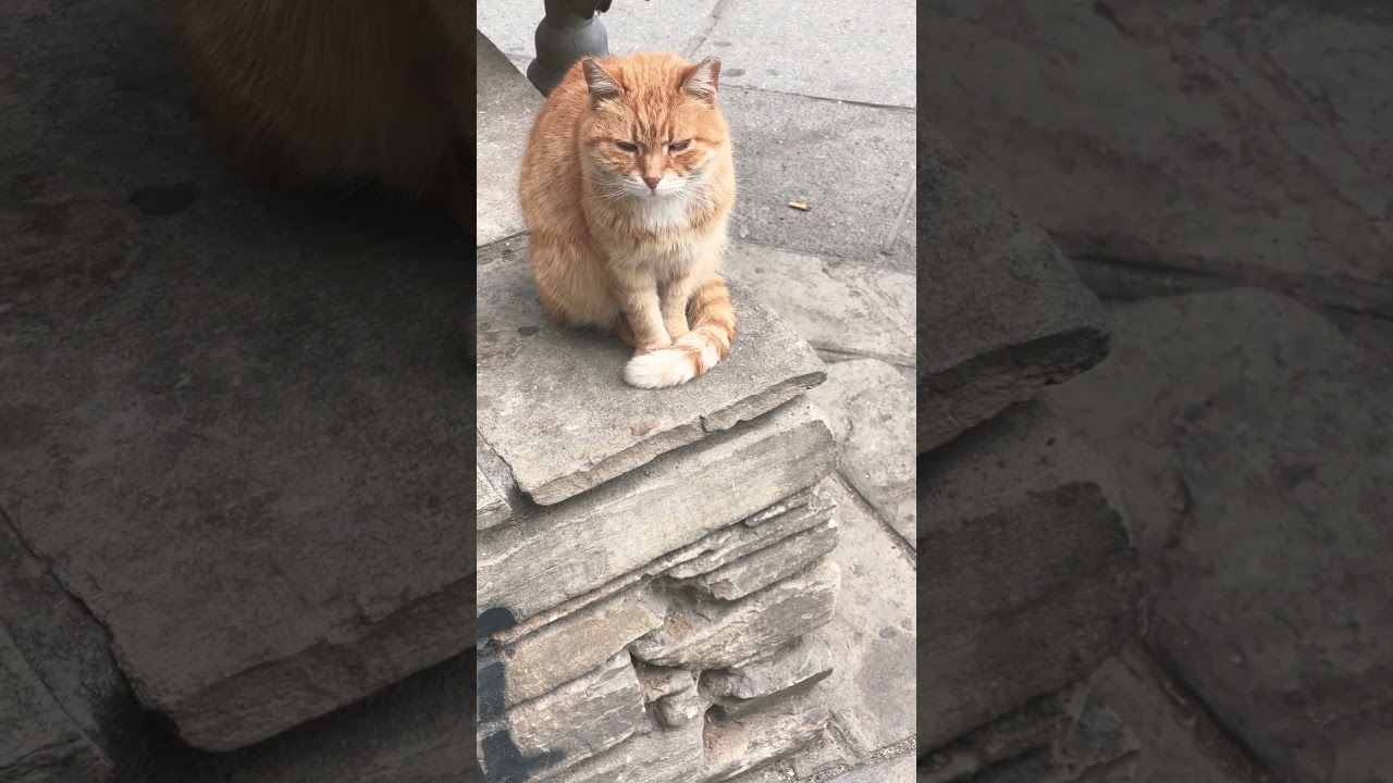 This cute brown  female old cat looks tired #catshorts  #shorts