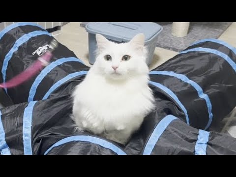 砲台のようにトンネルから飛び出すもふ猫