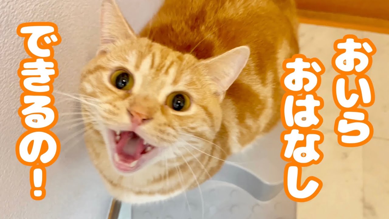 病院に行く前にちゃーぼーと話し合いました #猫 #マンチカン