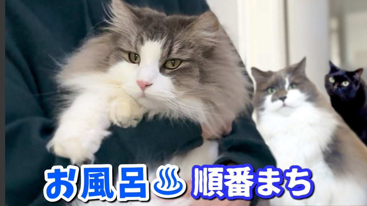 行列のできる大型猫のお世話！順番待ちに協力的なノルウェージャンフォレストキャットw