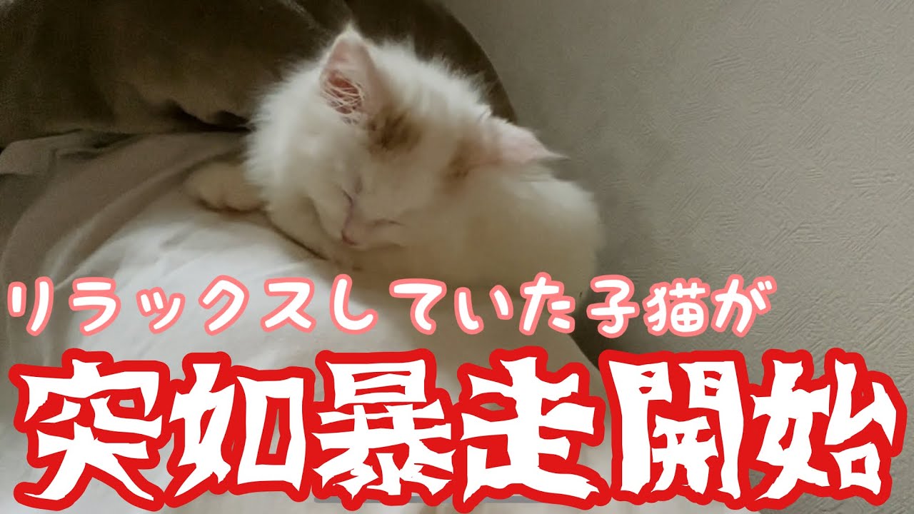 変なスイッチが入って暴れてしまう子猫