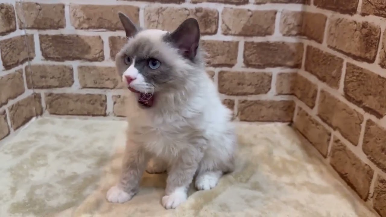 ペットショップCoo＆RIKU　セルカークレックス　No.654094