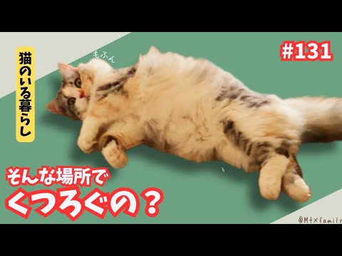 【131】猫ってこんな？話が違う…