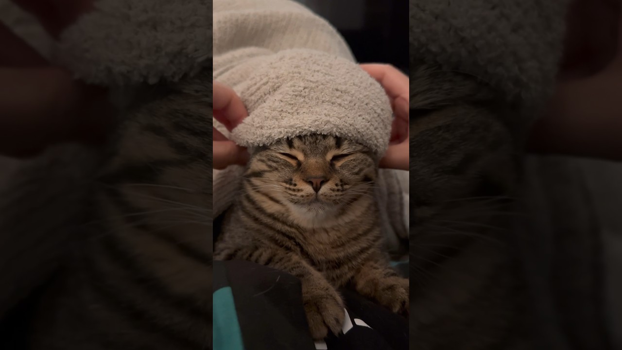 【猫動画】アラブになると急に落ち着く子猫が可愛過ぎて無理www #shorts