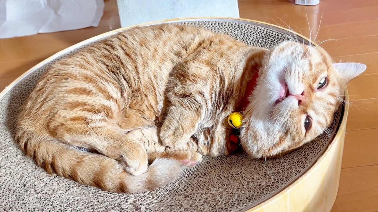 ねこもふサスペンス劇場ノーカット版 #猫 #マンチカン