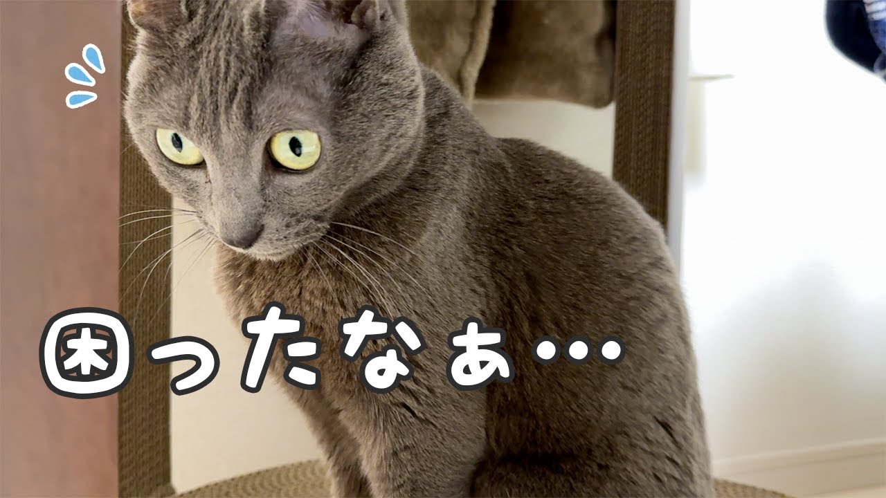 寒い日に寝る場所がない猫ハムちゃん…