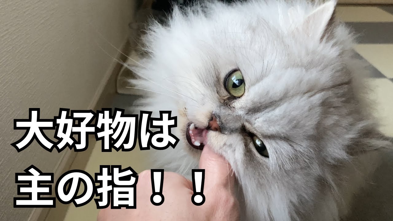 【ペルシャ猫】食いしん坊すぎて主の指を食べちゃった！？