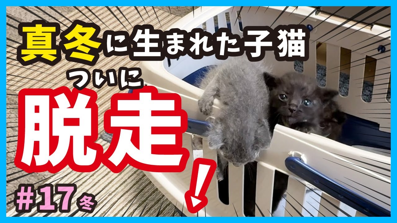 【生後25日 子猫の脱走劇】仔猫は元気が一番。真冬に保護した子猫の成長記録。（冬17）