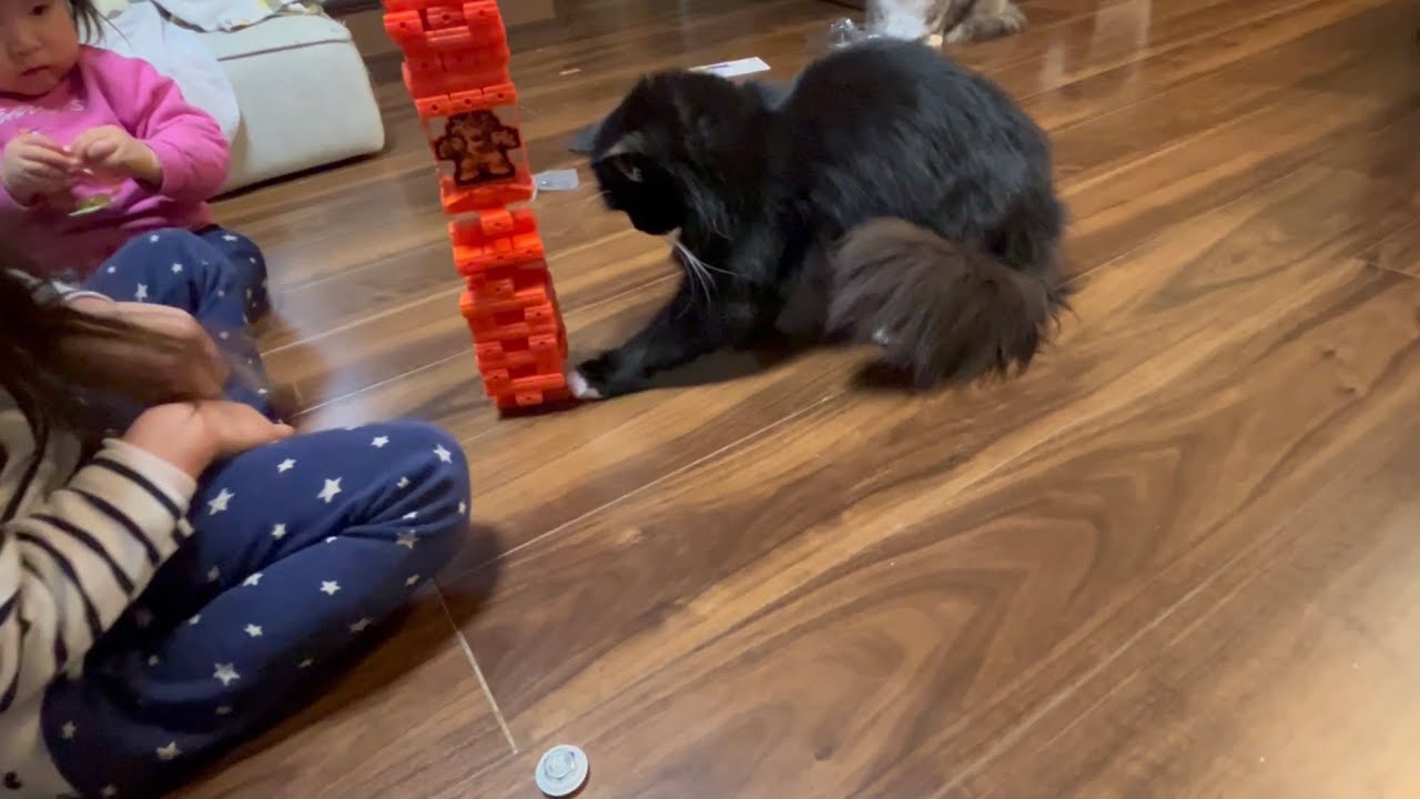 ジェンガで遊んでいると近寄って来ては倒そうとする猫　ラガマフィン　Cat trying to beat Jenga