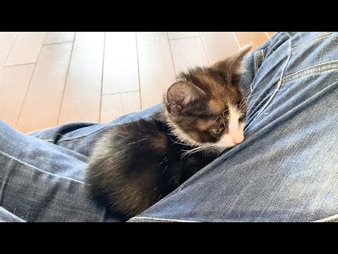 座っているとはまってくる子猫