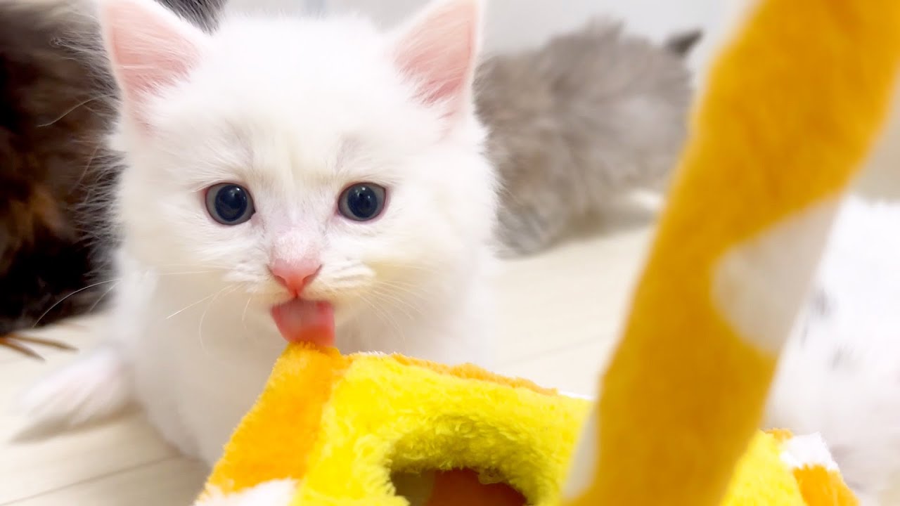 【マンチカンの子猫】子猫ちゃん達は毎日楽しそうである件 ～猫のいる生活Vol.901～出産動画 マンチカン短足・ミヌエット・ペルシャ猫専門ブリーダー『ペット蔵人』【子猫の成長記録】