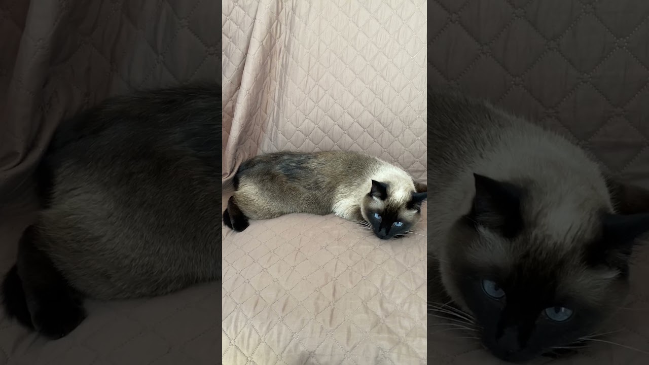 【2024.02.20】今日のシャム猫のふくさん（音無し）【たぬき猫】 #shorts
