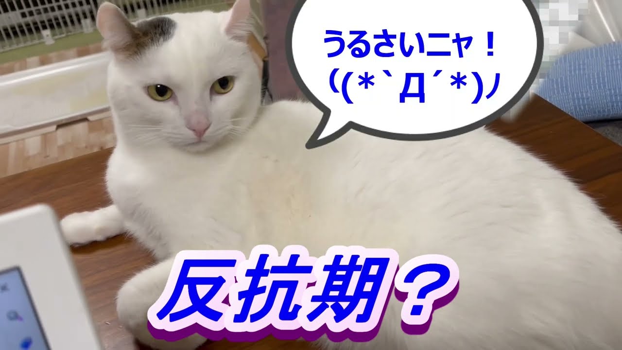 反抗期？「Don’t climb on the table! 」테이블 위로 올라가지 마세요!