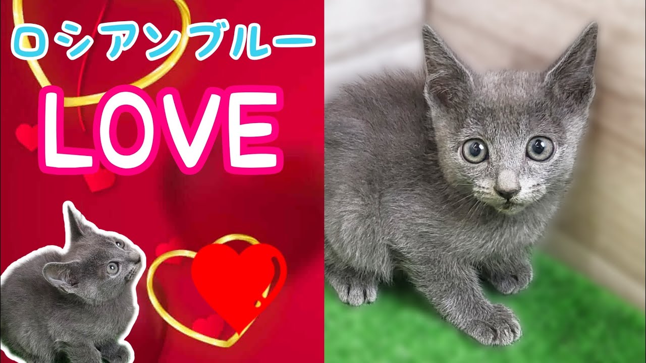 ロシアンブルー・仔猫【Mitten府中店】