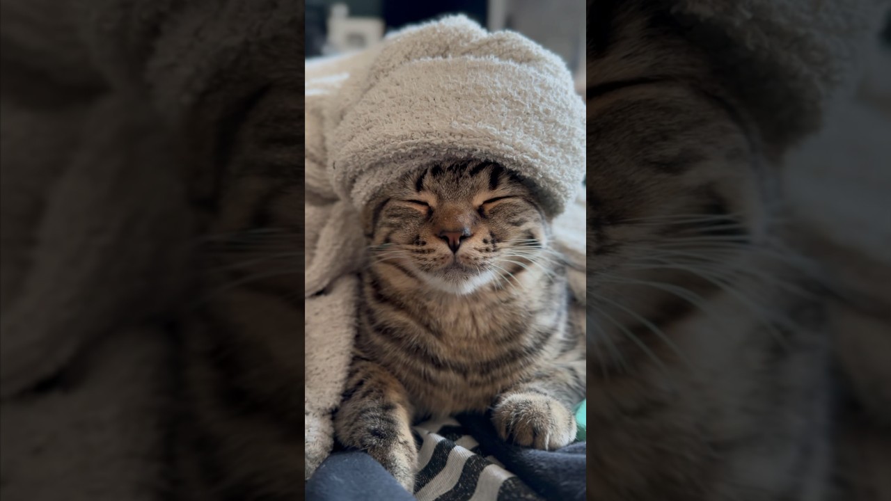 【猫動画】エステを受ける子猫が可愛過ぎて優勝した‼︎笑 #shorts