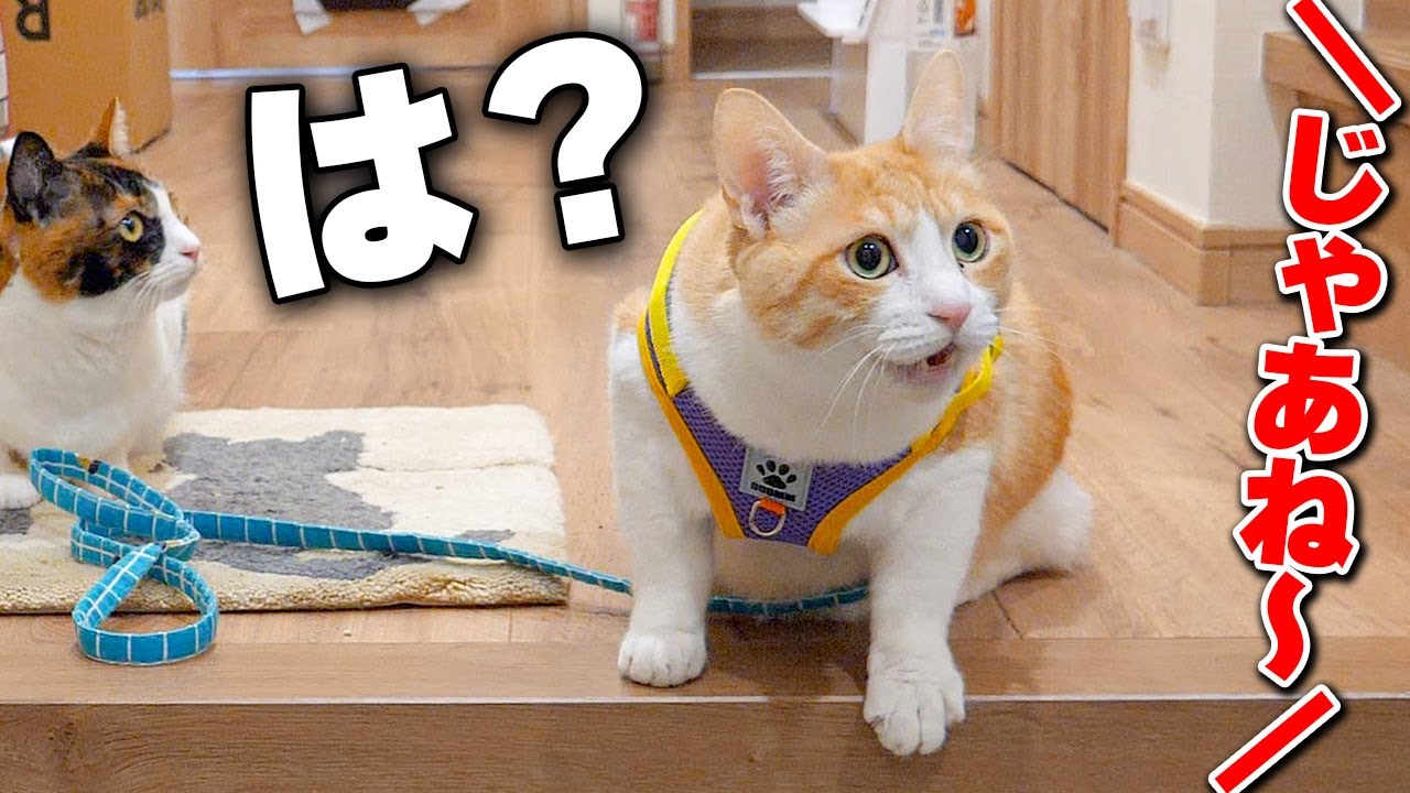 【ドッキリ】散歩に行けるとウキウキしている猫を置いて外出したら反応が面白すぎましたwww