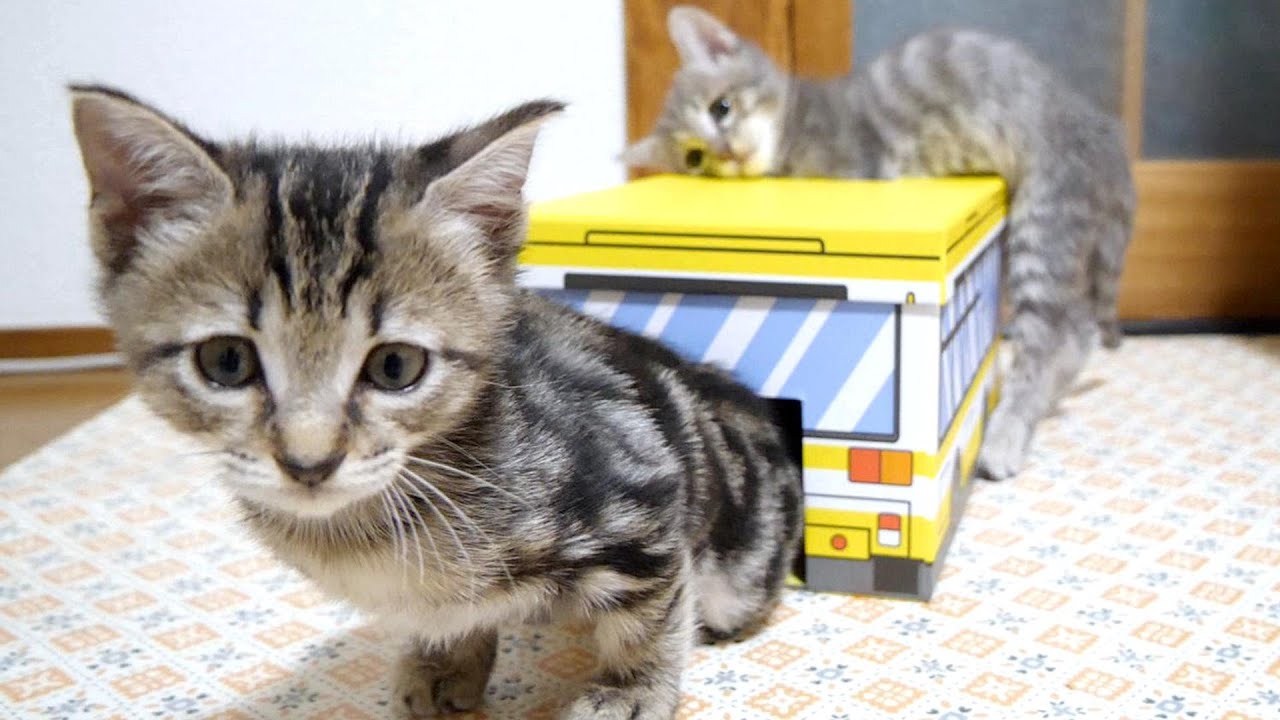 子猫が「箱の中身はなんだろな？」と探っていたら中から答えが飛び出してきました【赤ちゃん猫　保護猫】