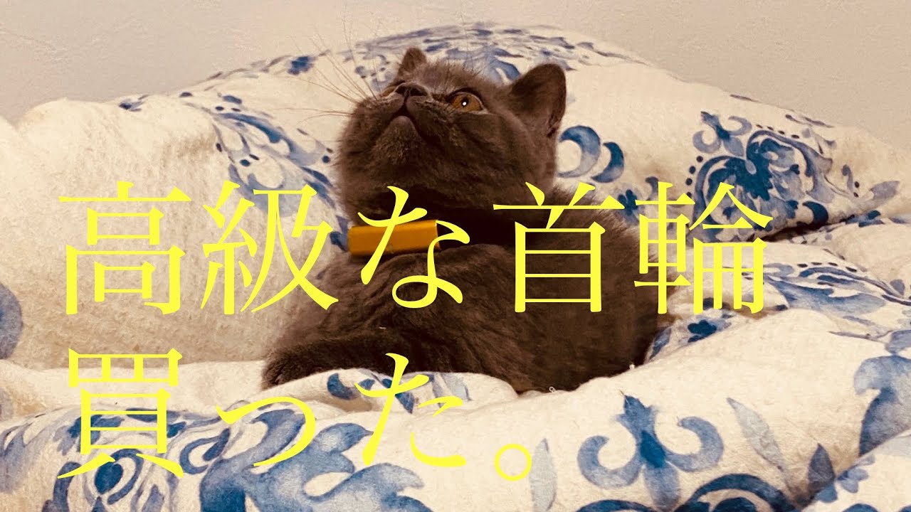 【IoT】Catlog　Pendantを買ってみた【レビュー】ブリティッシュショートヘアの子猫