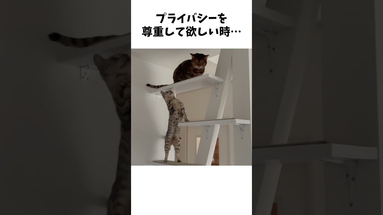 【警告サイン】猫が怒ってる時に見せる行動 #猫 #雑学 #ベンガル猫 #cat