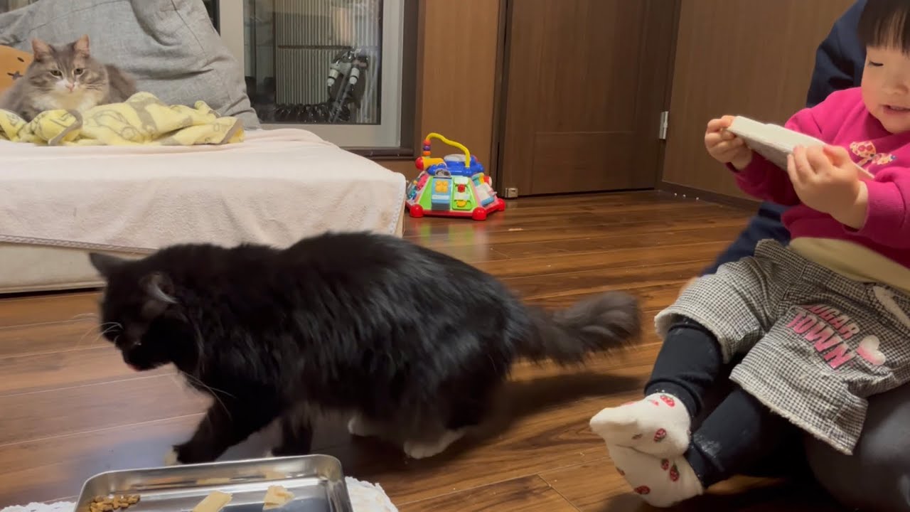 五歳の誕生日を子供達から祝ってもらう猫　ラガマフィン　A cat celebrating his fifth birthday