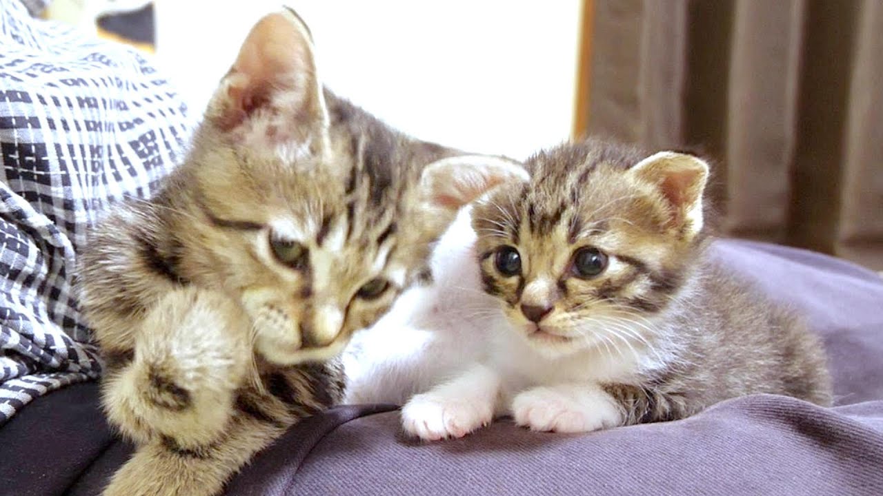 4子猫がみんなお膝の上でわちゃわちゃ大暴れしてテンパっちゃうおじさんです【赤ちゃん猫　保護猫】