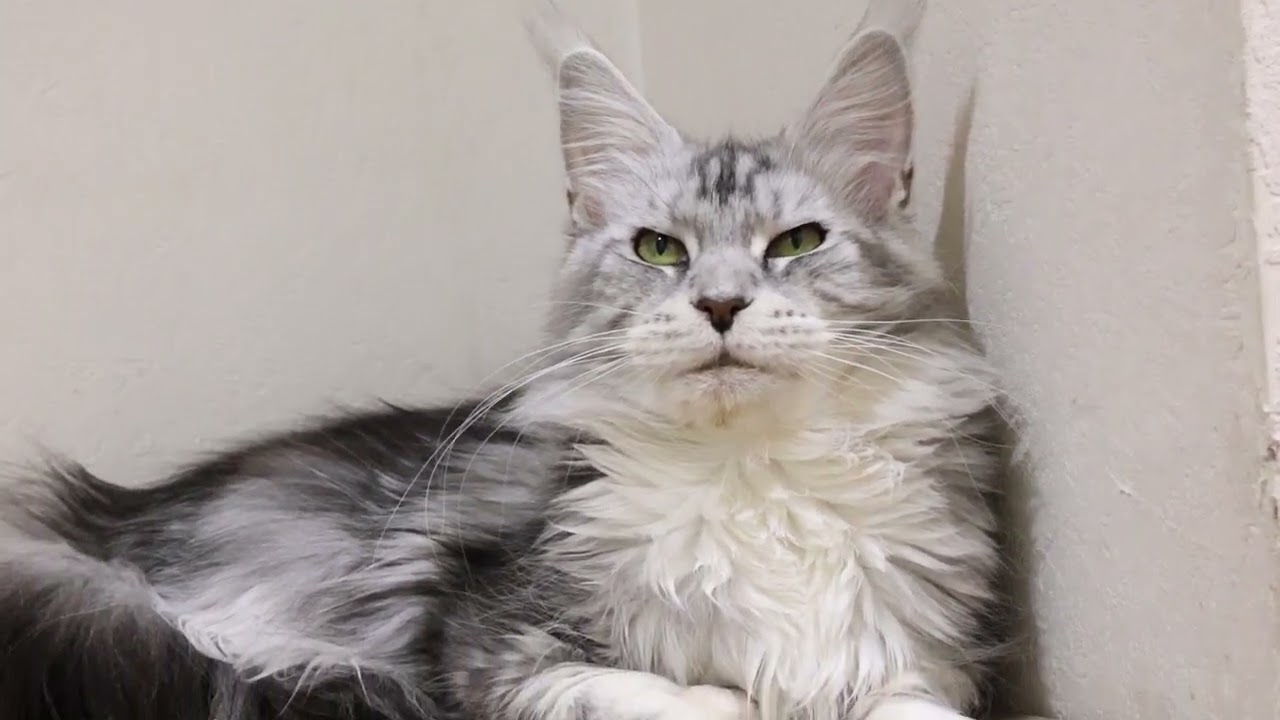 生後2才シルバーのメインクーン姉妹