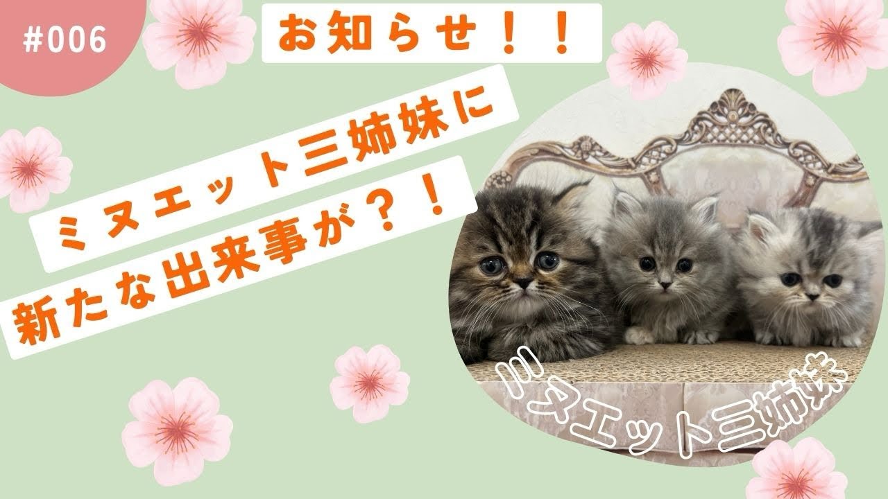 ミヌエット三姉妹の成長記録！