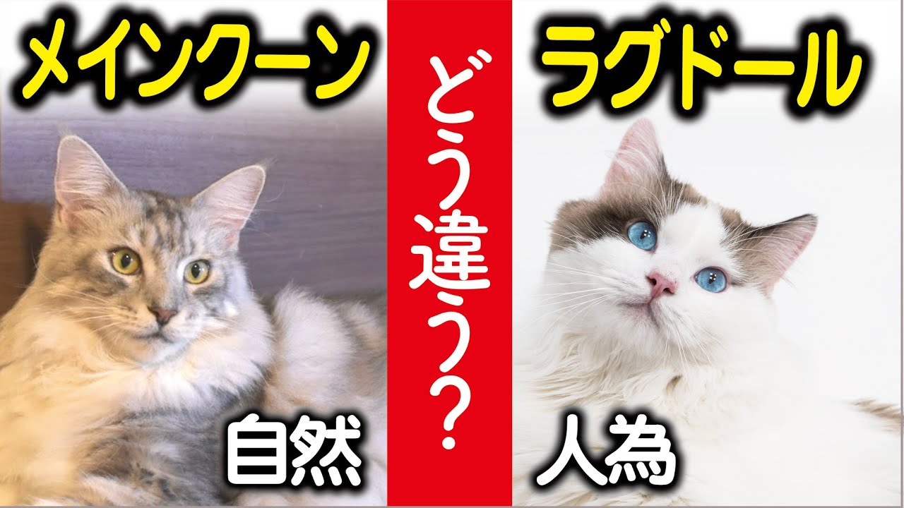 メインクーンvsラグドール。大型長毛種だけどどう違う？大きさ、見た目、性格、歴史、原産国、発生、徹底比較 Maine Coon cat