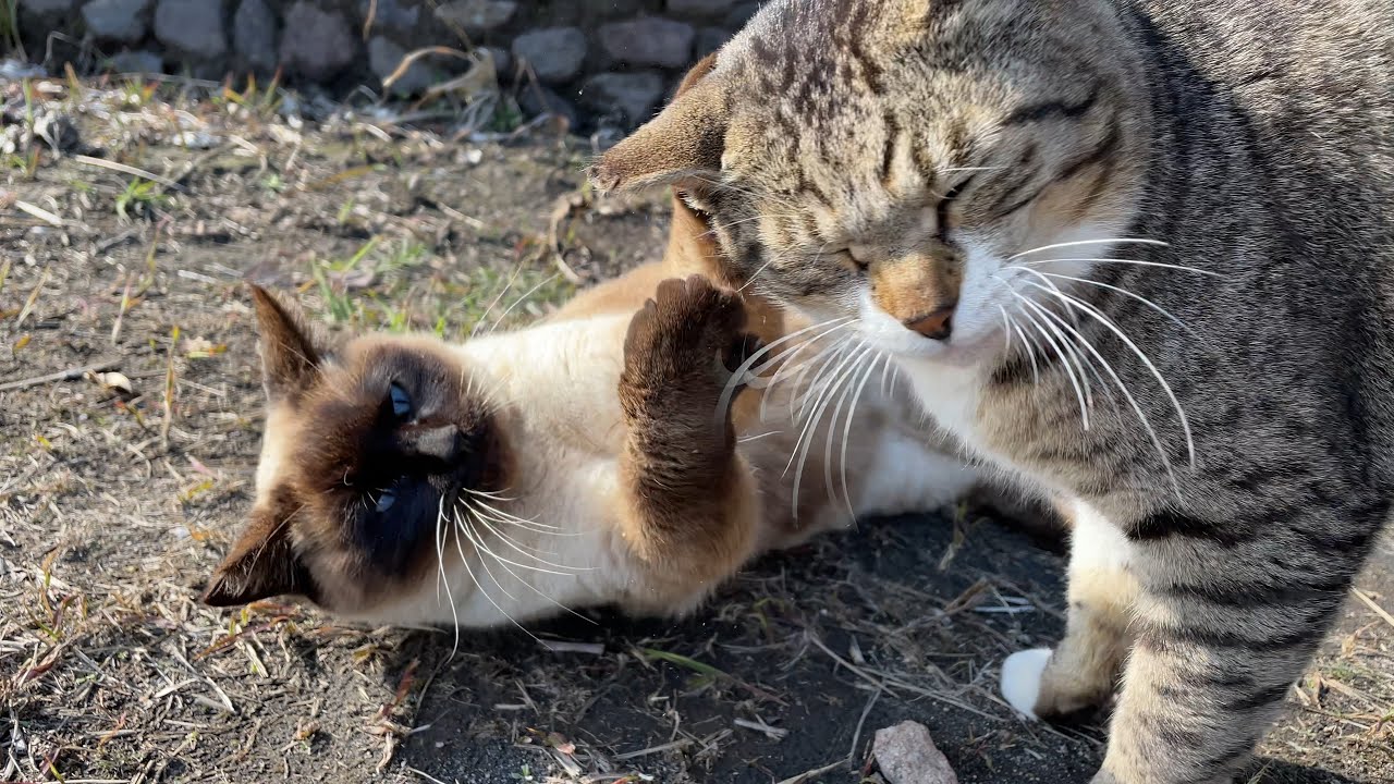 シャム猫さんの事が大好きなキジ白猫さん怒られても最後は仲良く寄り添って