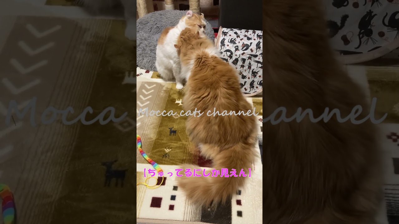 ちゅってるにしか見えん #shorts  #猫 #アメリカンカール #cat