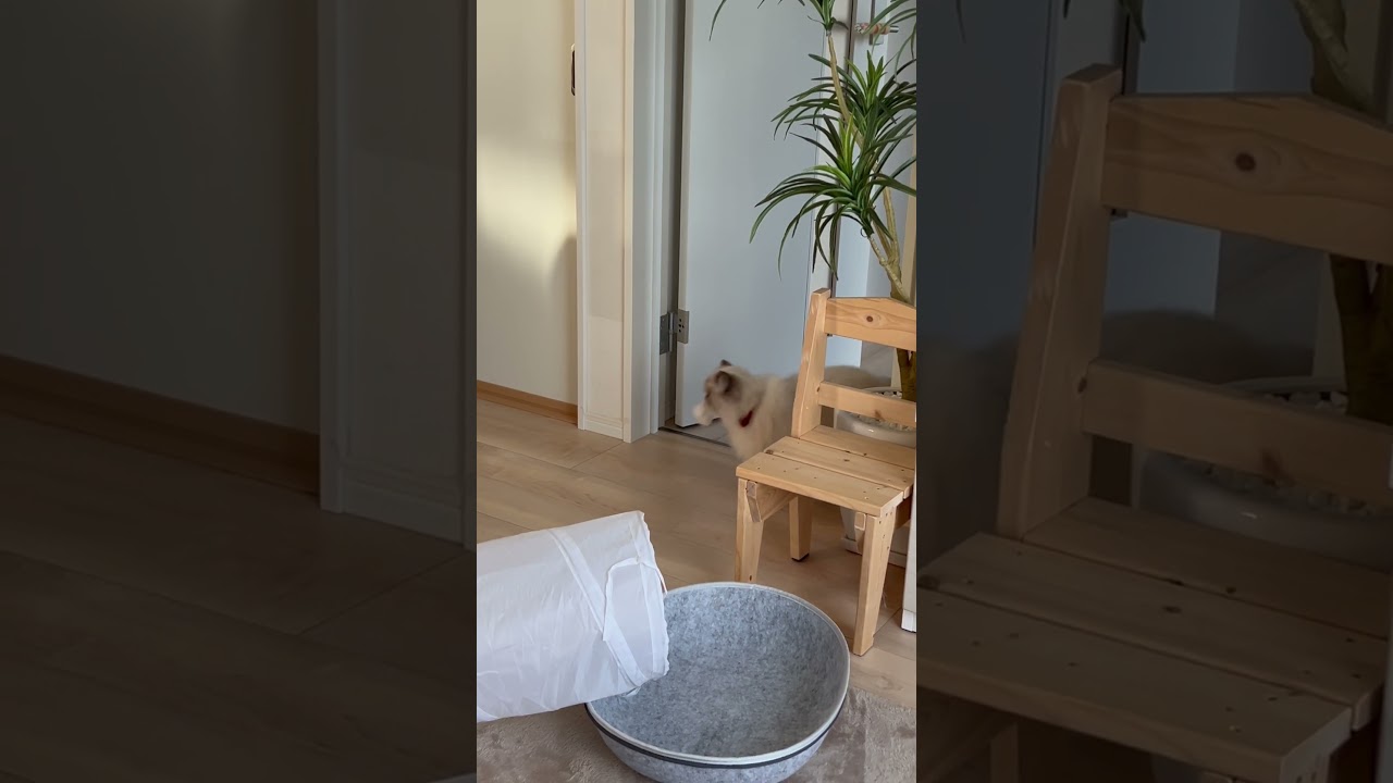 今日も元気に持ってくるヒマラヤンのマーベル🐈 #shorts #うちのにゃんこ #ヒマラヤン #マーベル #cat #ねこ #かわいい