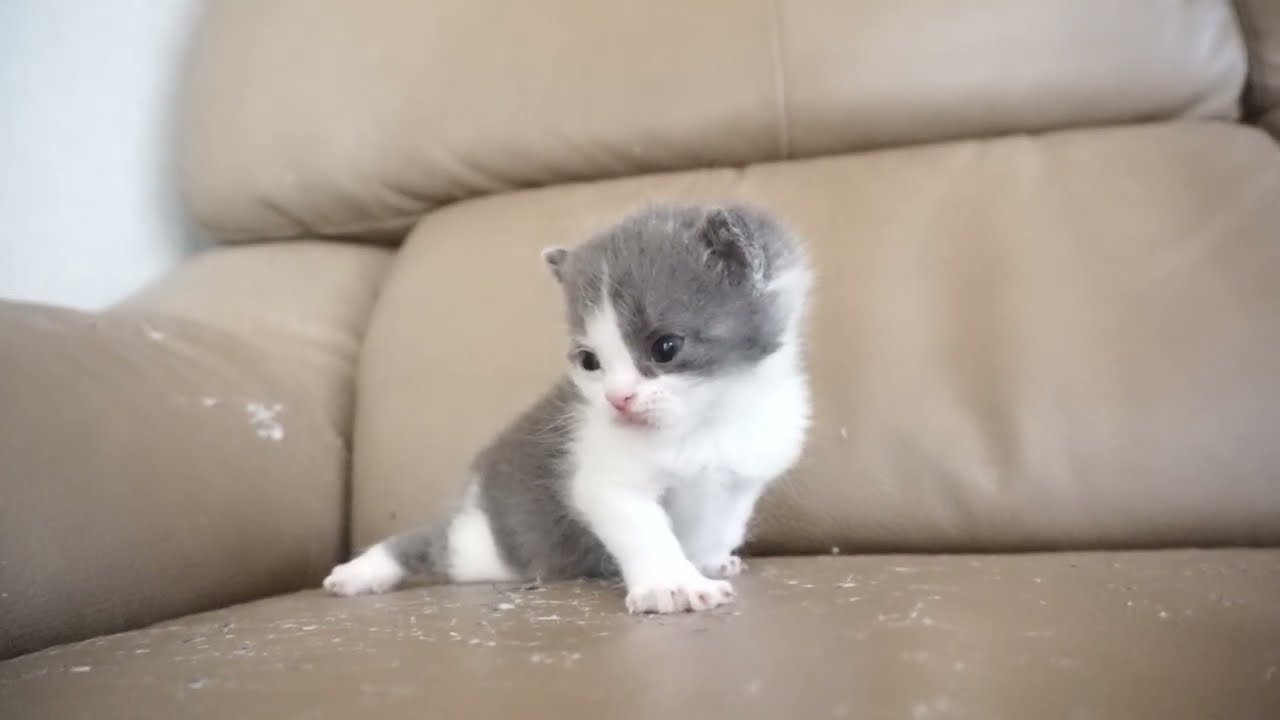 セルカークレックス子猫　2024.2.3産まれ 　ブルー＆ホワイト　　男の子　Selkirk Rex　シーダキャット猫のお店