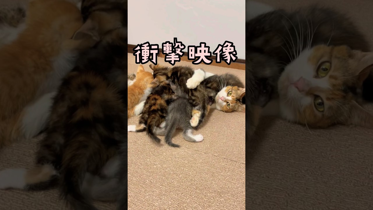 やばッ！ママに群がる子猫の衝撃映像… / stray cat gives birth #shorts