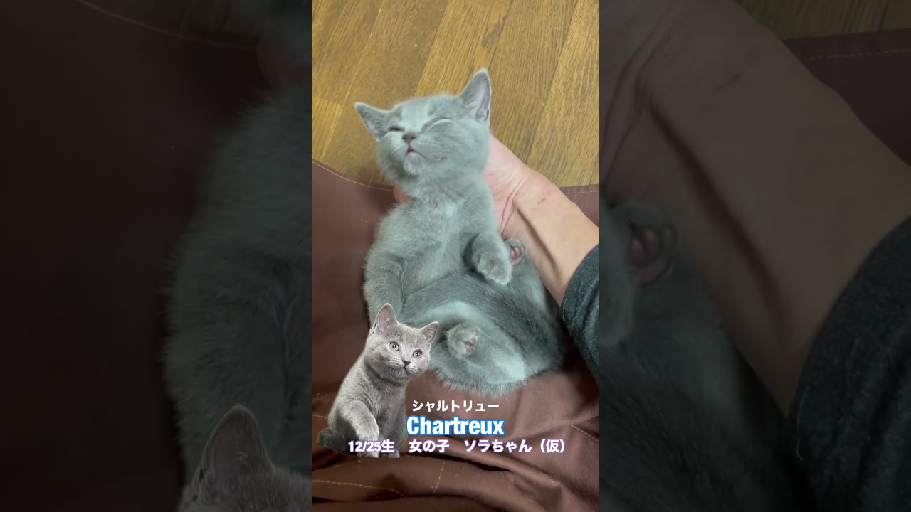 #shorts 【こちょこちょ大好き】シャルトリュー子猫【ソラちゃん（仮）】