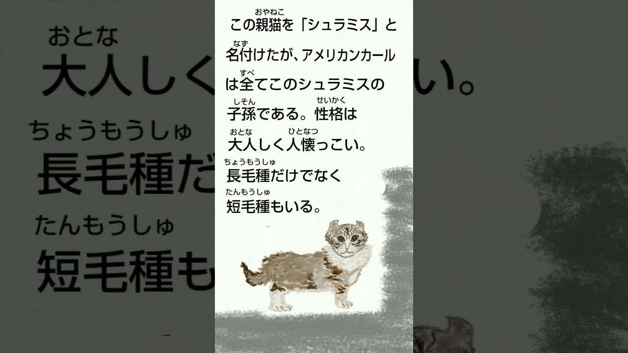 世界の珍しい猫スペシャル「アメリカンカール」#アメリカンカール#珍しい猫#猫好きさんと繋がりたい #神社参拝 #猫動画 #cat