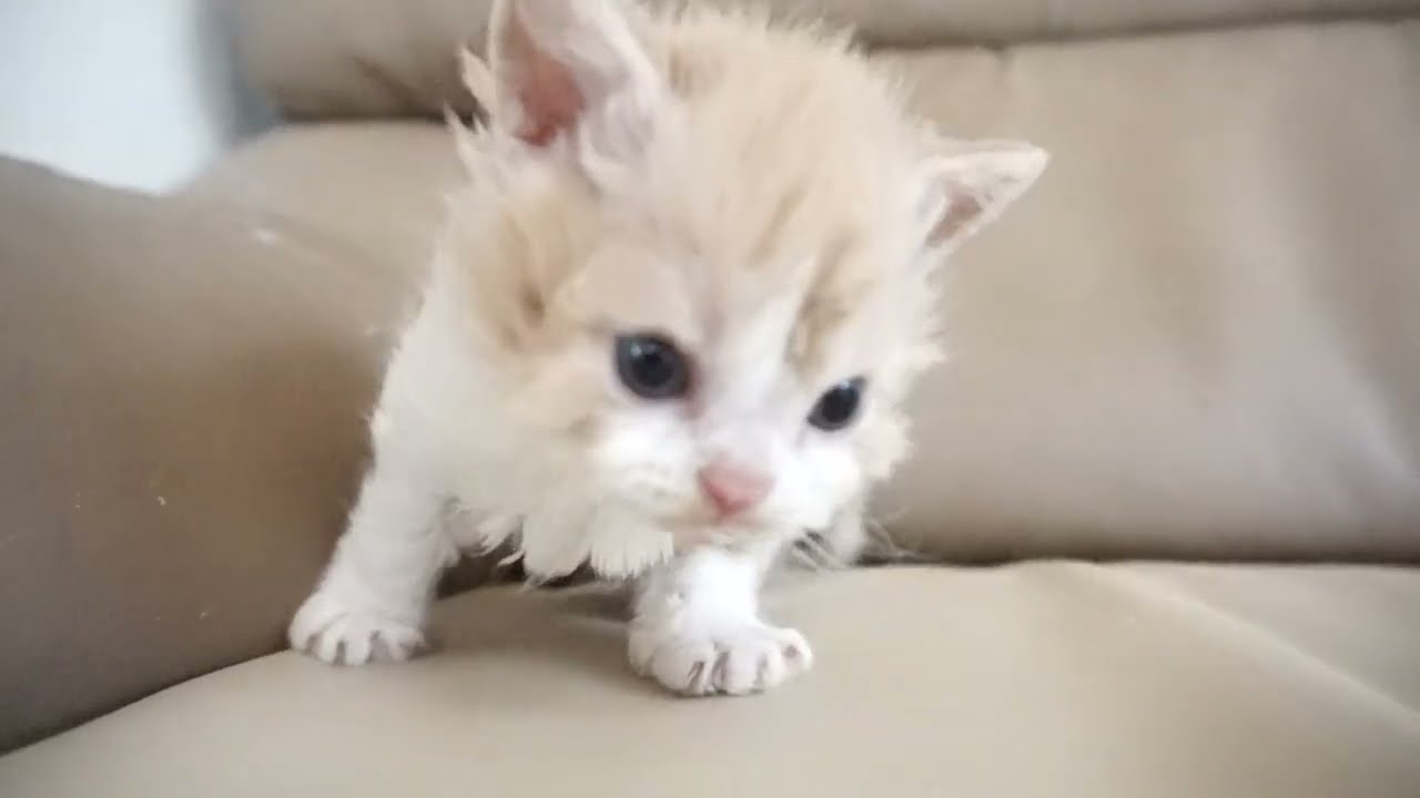 セルカークレックス子猫　2024.2.3産まれ 　クリーム＆ホワイト　　男の子　Selkirk Rex　シーダキャット猫のお店