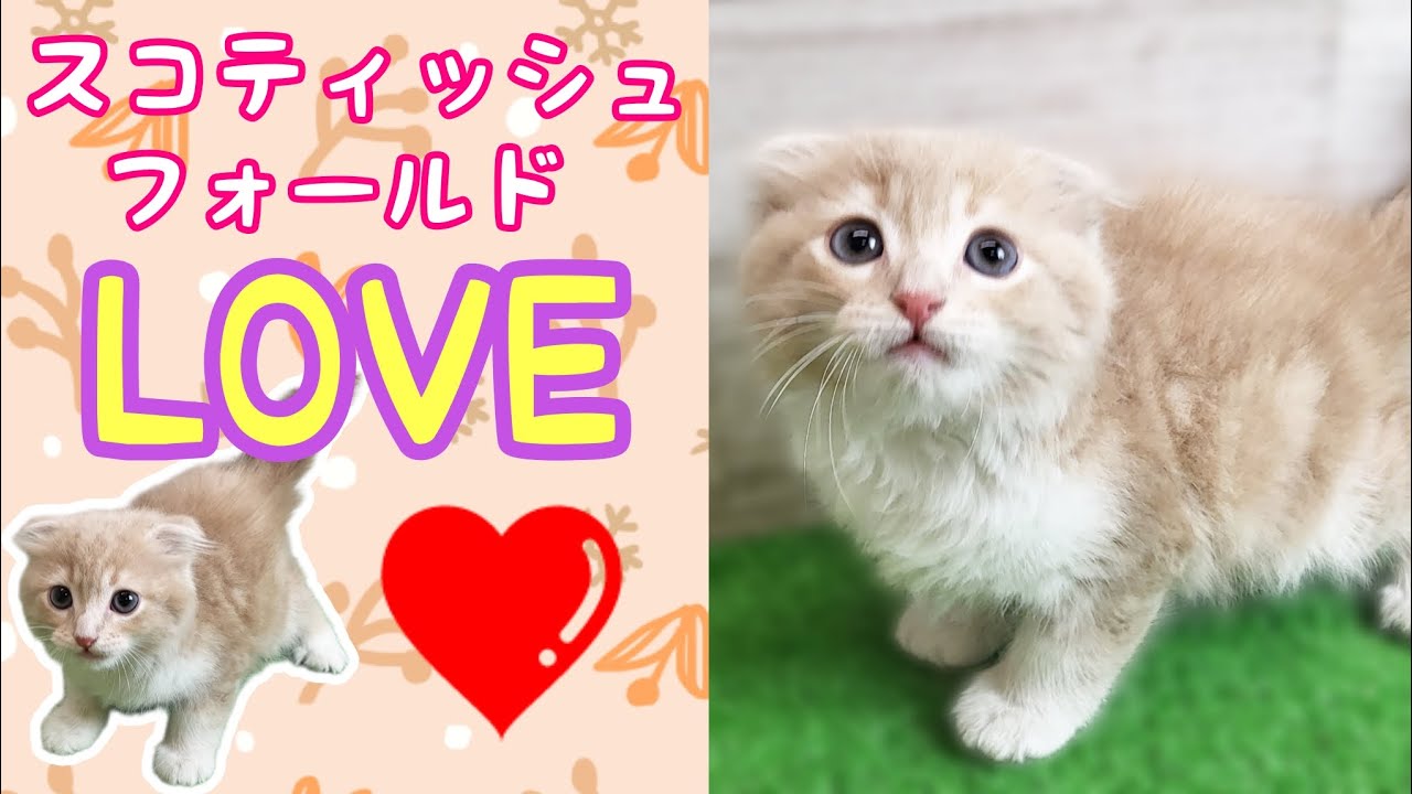 スコティッシュフォールド・仔猫【府中四谷店】