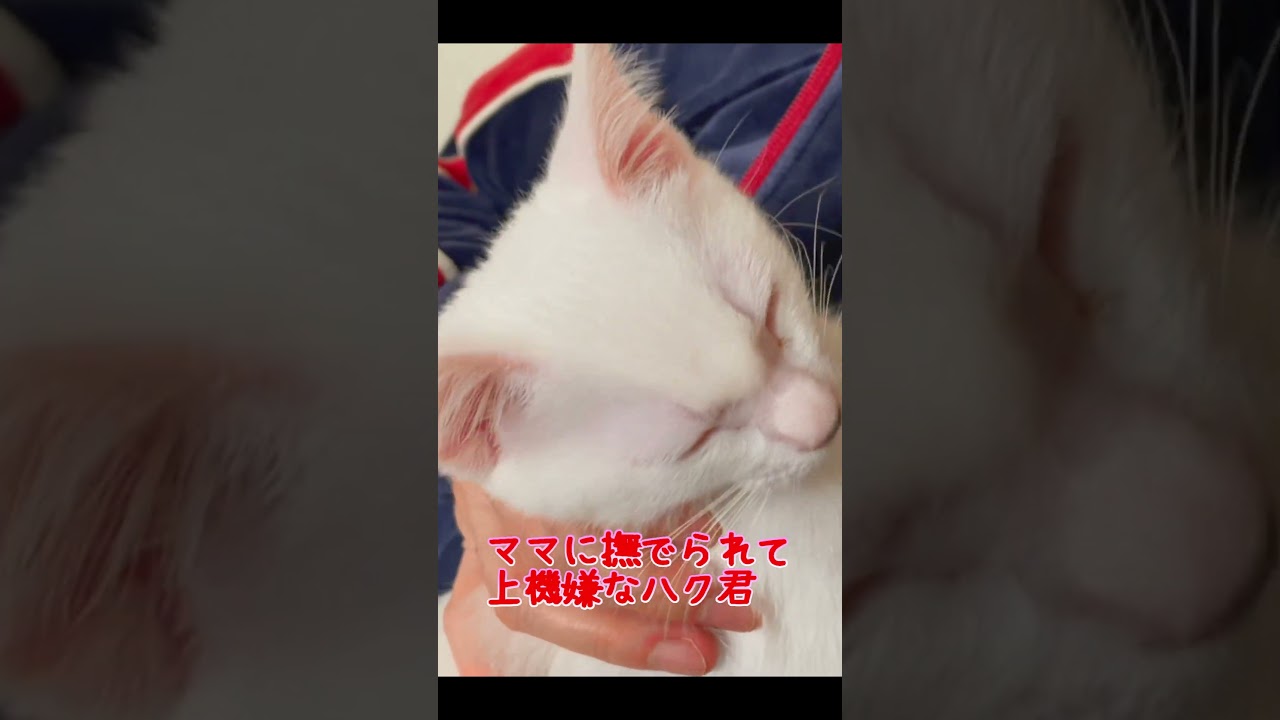 ママに撫でられるのが嬉しくて思わず叫んじゃう子猫