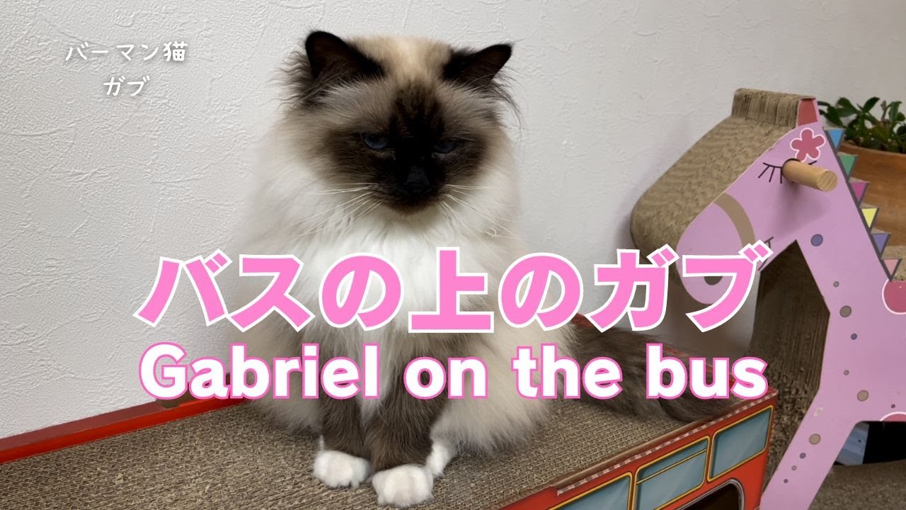 バーマン猫ガブとラフ【バスの上のガブ】Gabriel on the bus（バーマン猫）Birman/Cat