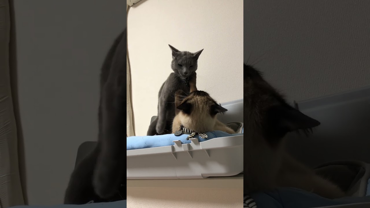 毎日やってんな〜 #シャム猫  #ロシアンブルー